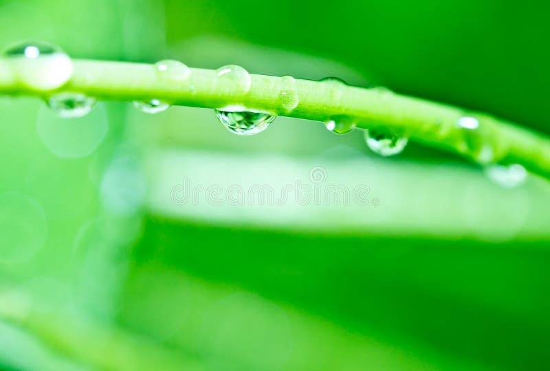Rain drops on plant stem stock photo. Image of botanical 24004252