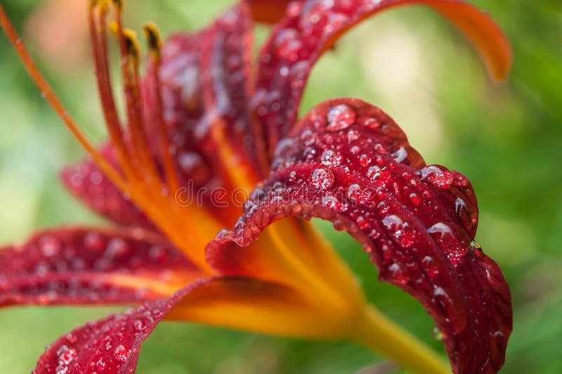 rain drops of red lily in the garden stock photography rain drops of red lily in the garden stock photography