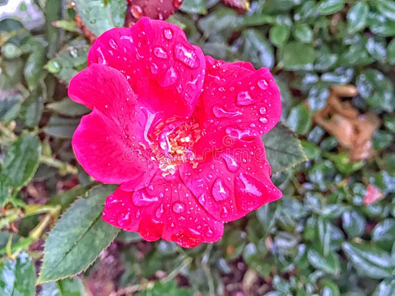 Rain drops on roses stock image. Image of bloom, moisture 107849829