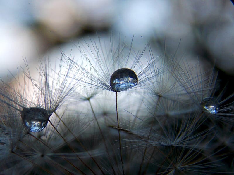 Seed in the rain stock photo. Image of small, seed, raindrops - 69736478
