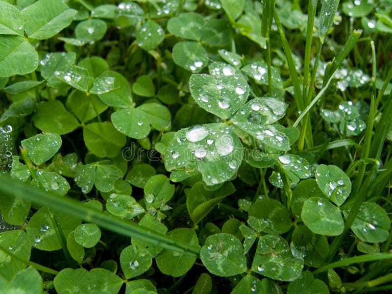 Rain drops on shamrock leaves after rain on early morning