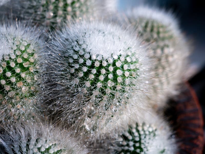 Rain Drops on the White Cactus Stock Image Image of exotic, beauty