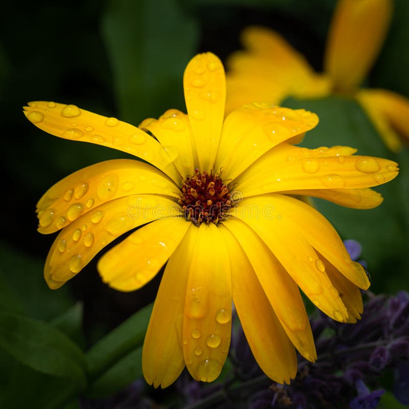 Rain Drops on Yellow Flower Stock Photo Image of flowers, single