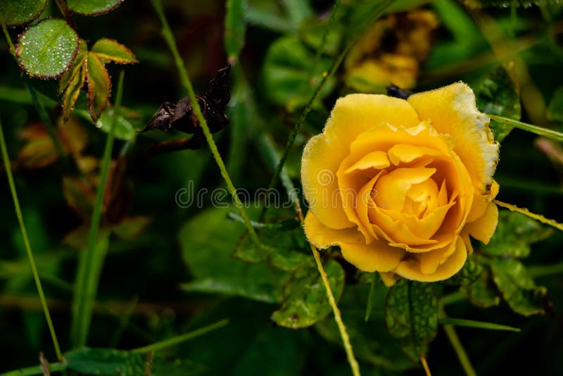 Rain Drops on the Yellow Rose Flower and Green Leaves in the Garden ...