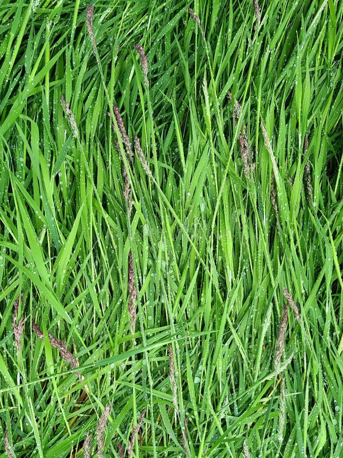 Rain on flattened green grass stock image
