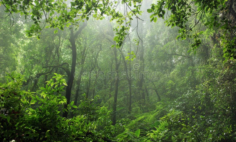 Rain-forest