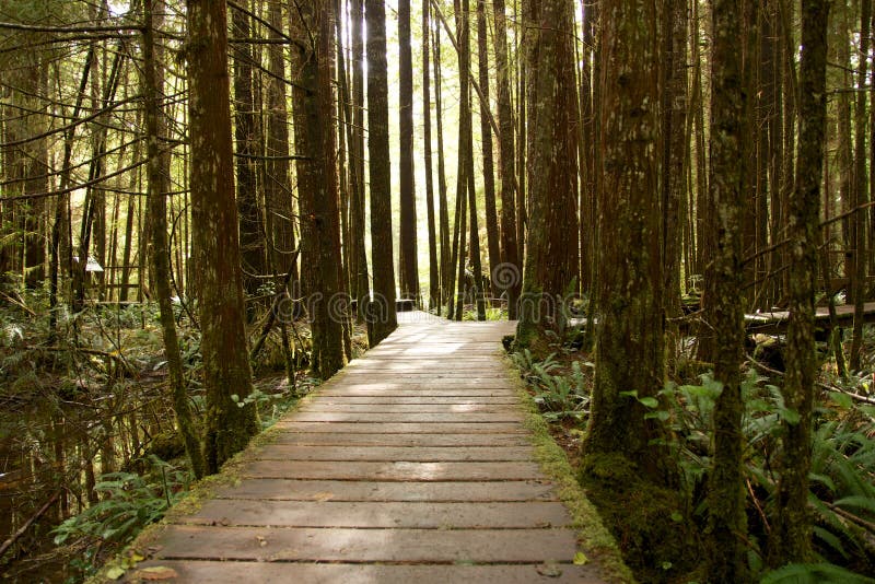 Rain Forest Boardwalk