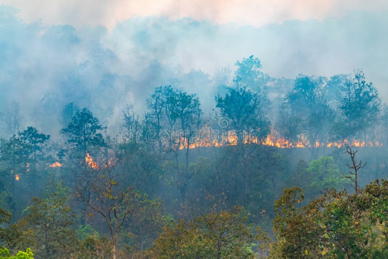 Rain Forest Fire Disaster is Burning Caused by Humans Stock Photo