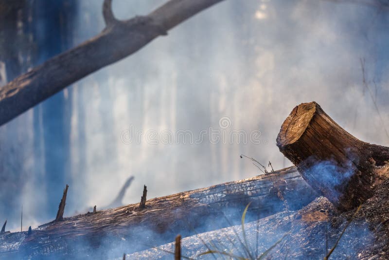 After Rain Forest Fire Disaster is Burning Caused by Humans Stock Image