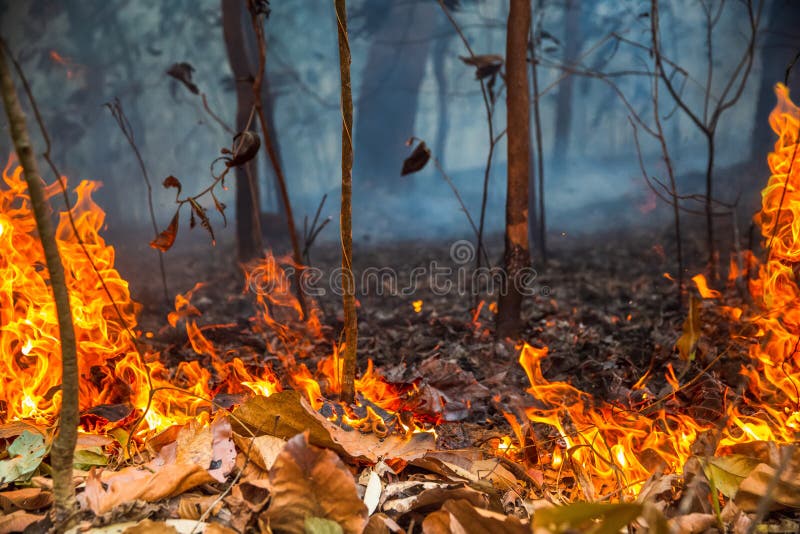 Rain Forest Fire Disaster is Burning Caused by Humans Stock Image