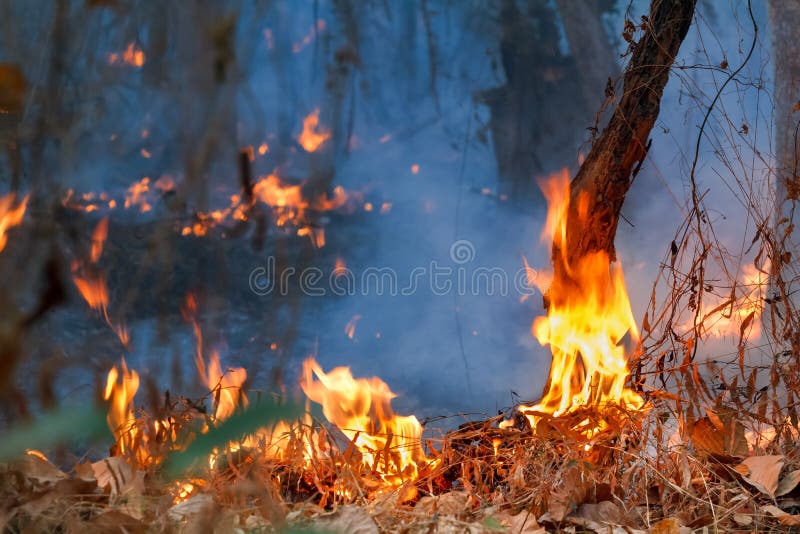 Rain Forest Fire Disaster is Burning Caused by Humans Stock Photo