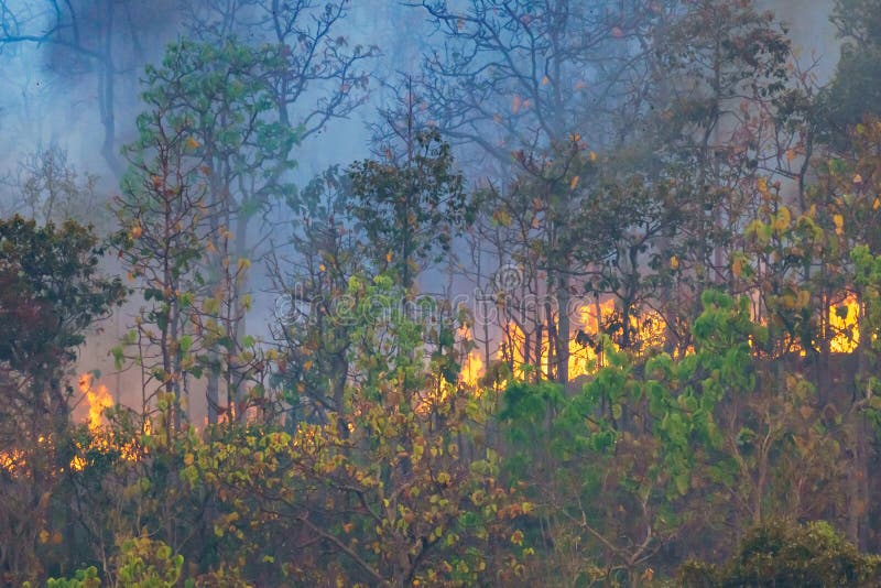 Rain Forest Fire Disaster is Burning Caused by Humans Stock Photo