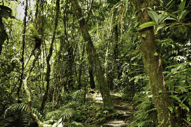 La jungla en boliviano montana primario la lluvia Bosque en de Amazonas cuenca verde copiar espacio un árbol en selva 