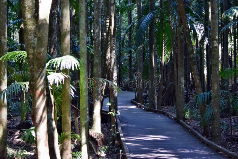 Amazing Australian Rain Forest Stock Image Image Of National Boardwalk 100078257