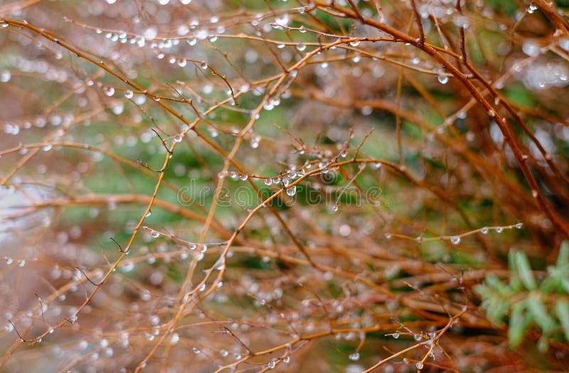 Rain and ice droplets stock photo. Image of bushes, rain 30790122