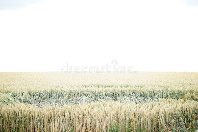 Rain impact in wheat field stock photo. Image of rain - 59318520