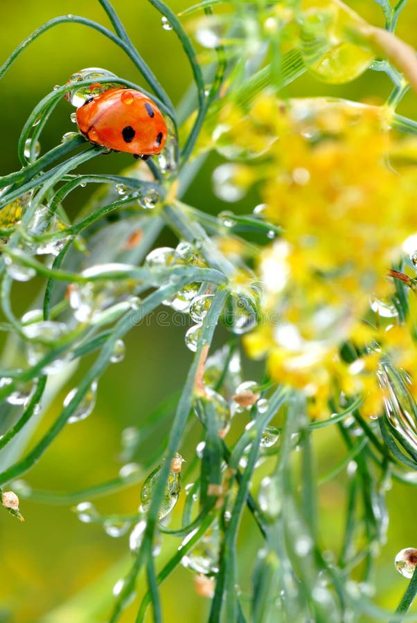 Ladybug after the rain on dill-close-up. Ladybug after the rain on dill-close-up.