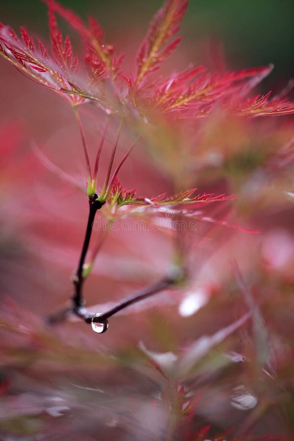 Rain on leaves