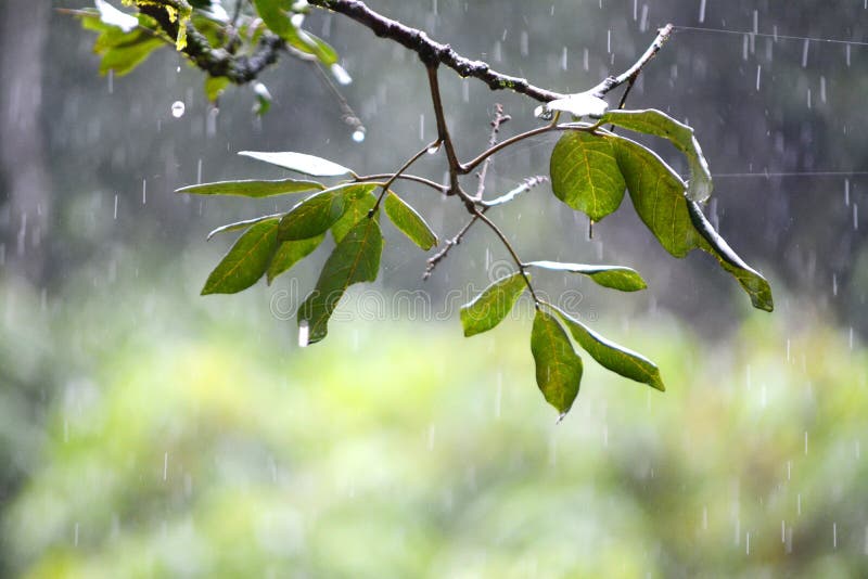 Summer rain on deck stock image. Image of closeup, raindrops 34025979