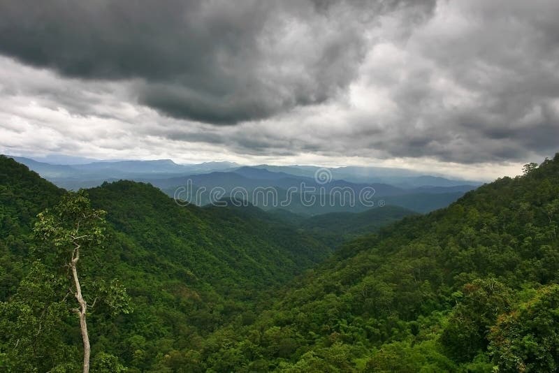 Rain Over The Rainforest