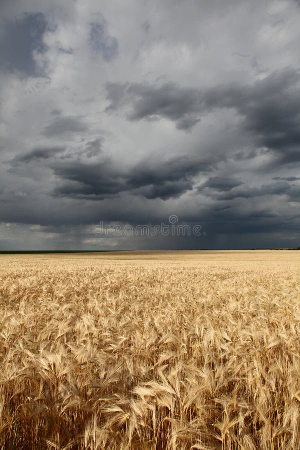 Rain Over Wheat Field in Retro Style Stock Photo - Image of rain, gray