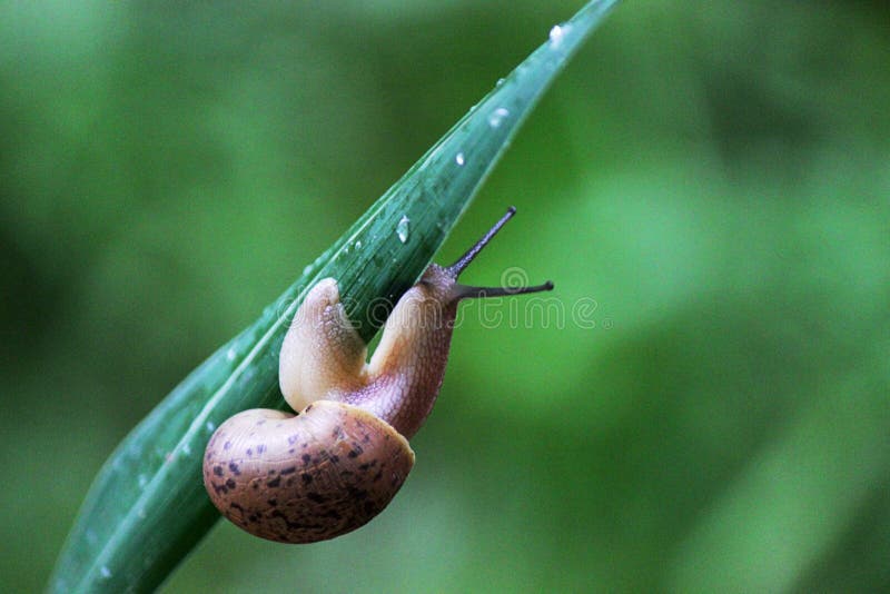 Rain snails stock image. Image of live, water, rain, animal 53001041
