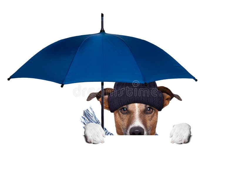 Rain umbrella dog stock photo. Image of russell, cool 33864860