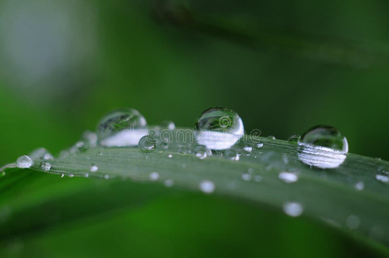 After Rain Water Drops on Green Leave, Sparkle of Droplets on Surface
