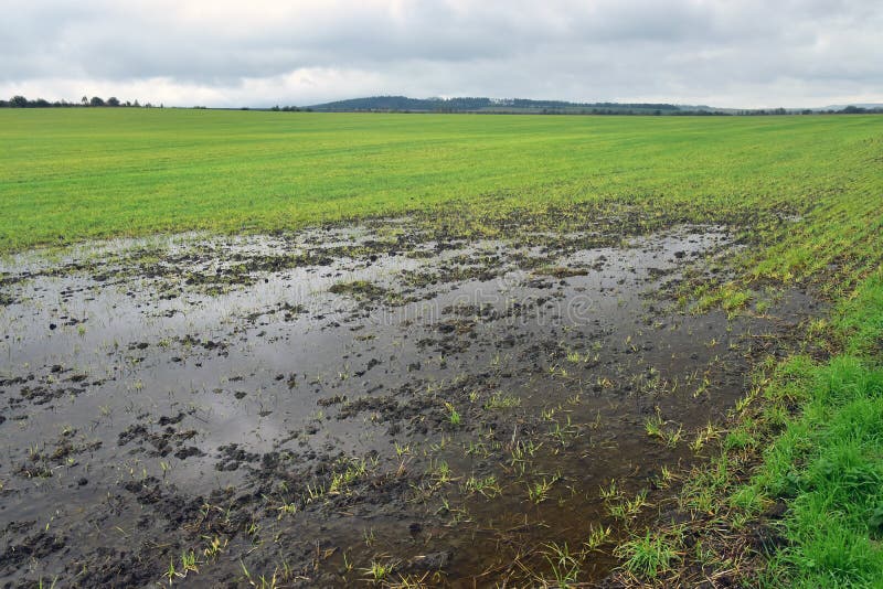 Rain water on wet agriculture field