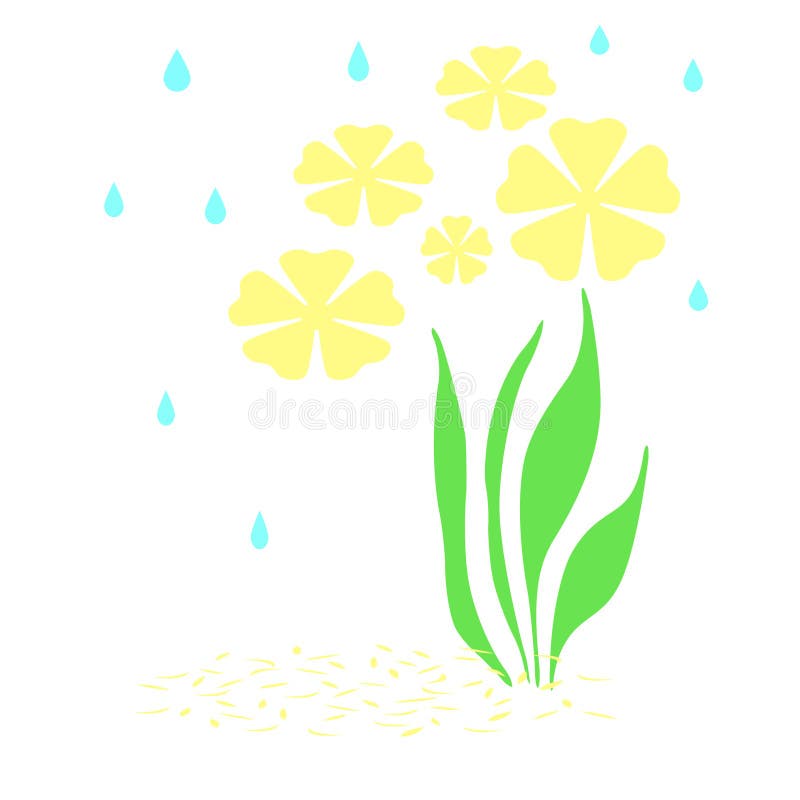 Rain on yellow flowers