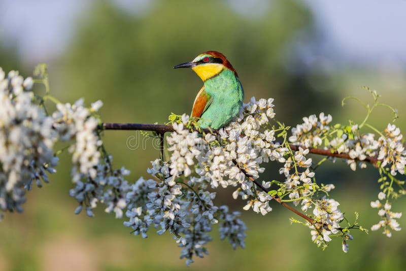 Rainbow Bird Sitting on a Branch with Flowers of Acacia Stock Image ...