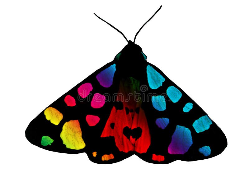 2 510 Rainbow Butterfly Photos Free Royalty Free Stock Photos From Dreamstime