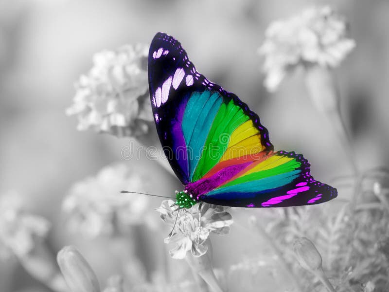 A butterfly colored in all the colors of the rainbow, vibgyor wings and very attractive, placed on a black and white, monochrome background with copy space. A butterfly colored in all the colors of the rainbow, vibgyor wings and very attractive, placed on a black and white, monochrome background with copy space.