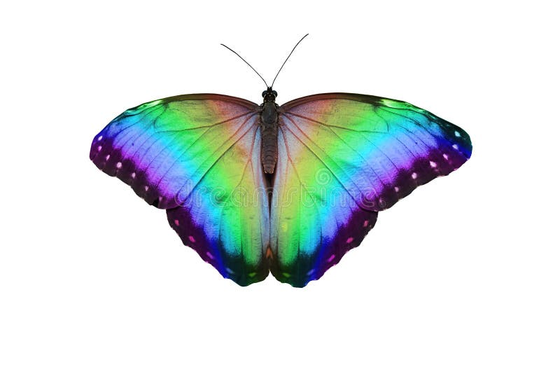 2 510 Rainbow Butterfly Photos Free Royalty Free Stock Photos From Dreamstime