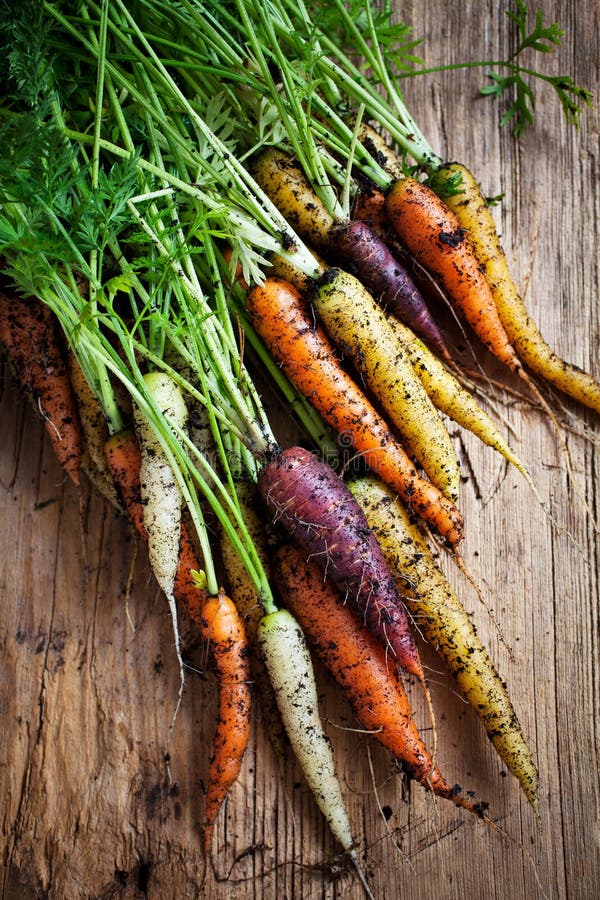 Fresh rainbow carrots picked from the garden