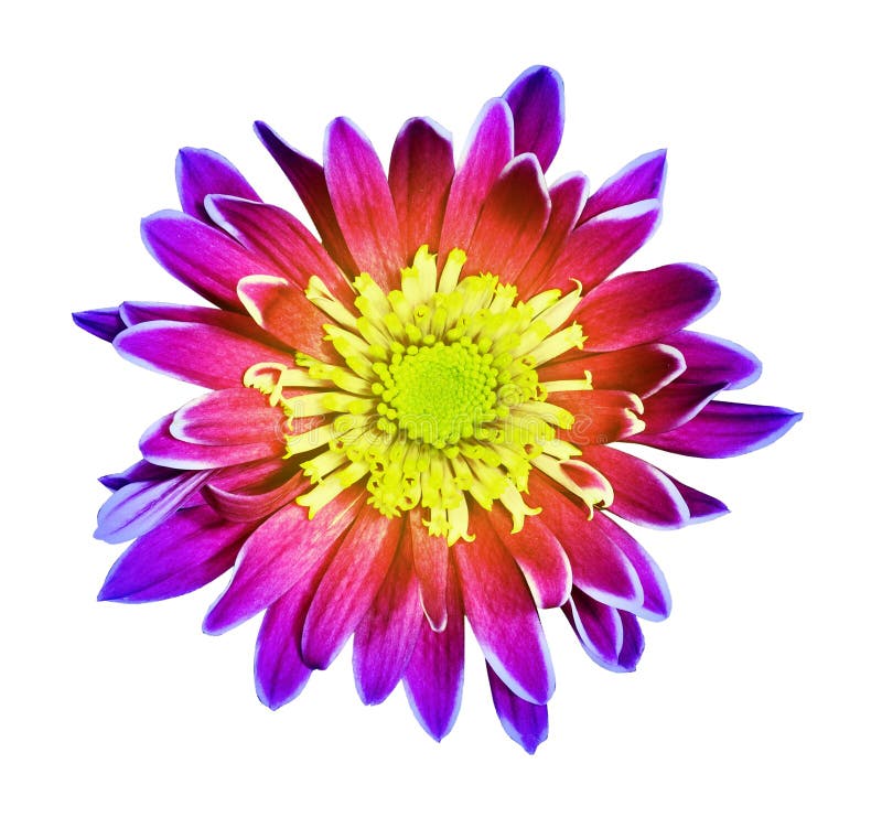 Rainbow Chrysanthemum Flower Stock Photo Image of purple, rotund