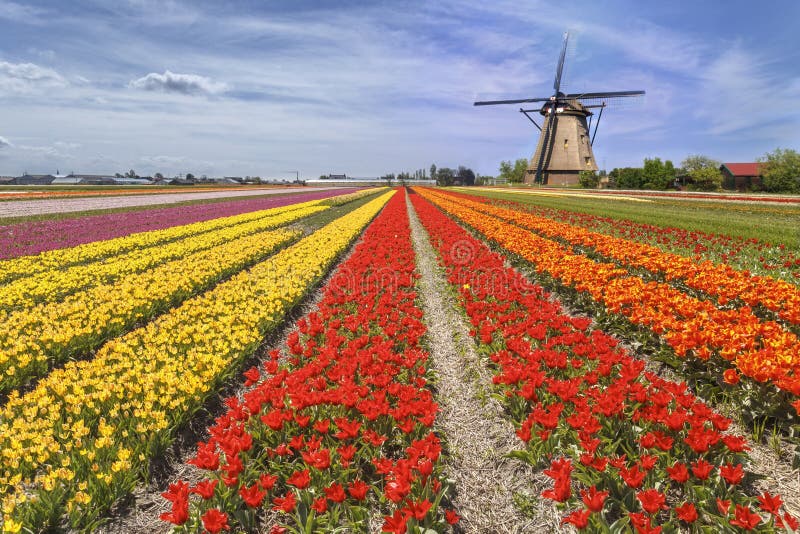Rainbow color tulip farm