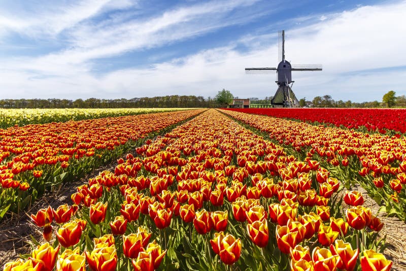 Iconico belle e colorate tulip farm con un mulino a vento del paesaggio a Lisse durante la stagione primaverile.