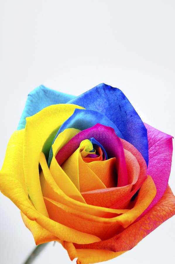 Rainbow colored rose stock image. Image of yellow, green 105339013