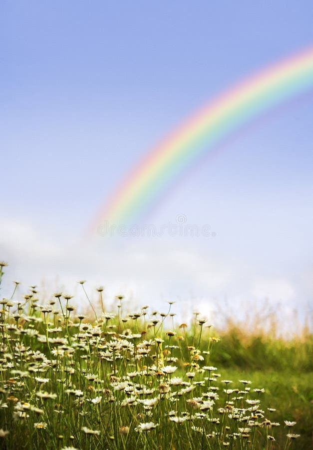 Rainbow and Daisies