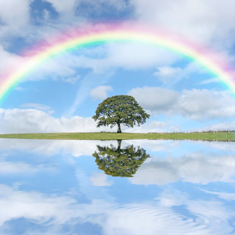 Quercia, un albero carico di foglie in estate, sullo sfondo di un cielo azzurro con un arcobaleno e alto cumulo di nuvole, con il riflesso nell'acqua in primo piano.