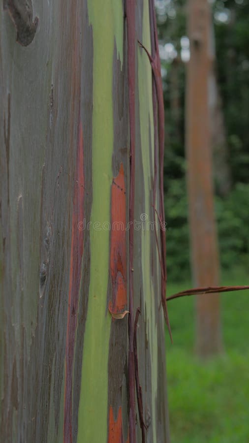 Rainbow Eucalyptus Tree in Kauai Hawaii Stockbild Bild von draussen