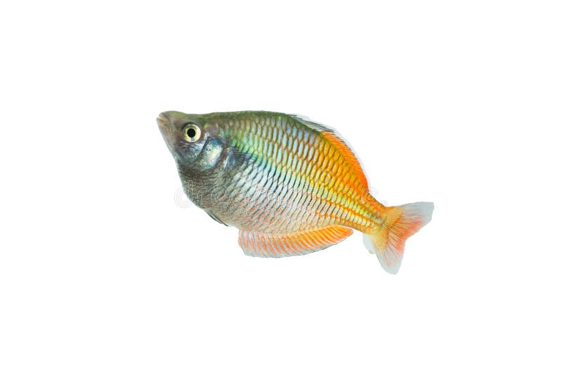Rainbow fish stock photo Rainbow fish stock photo