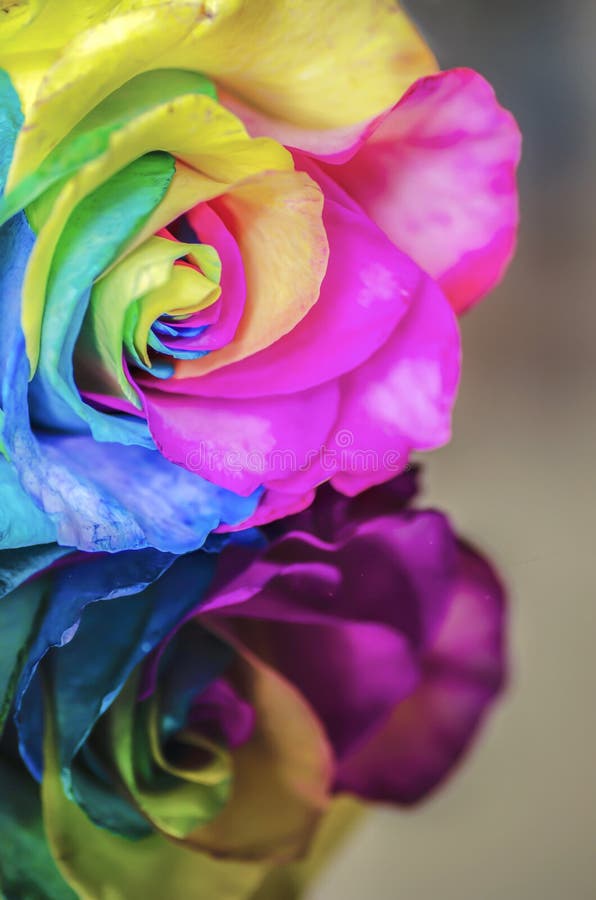 Rainbow Flower with Reflection