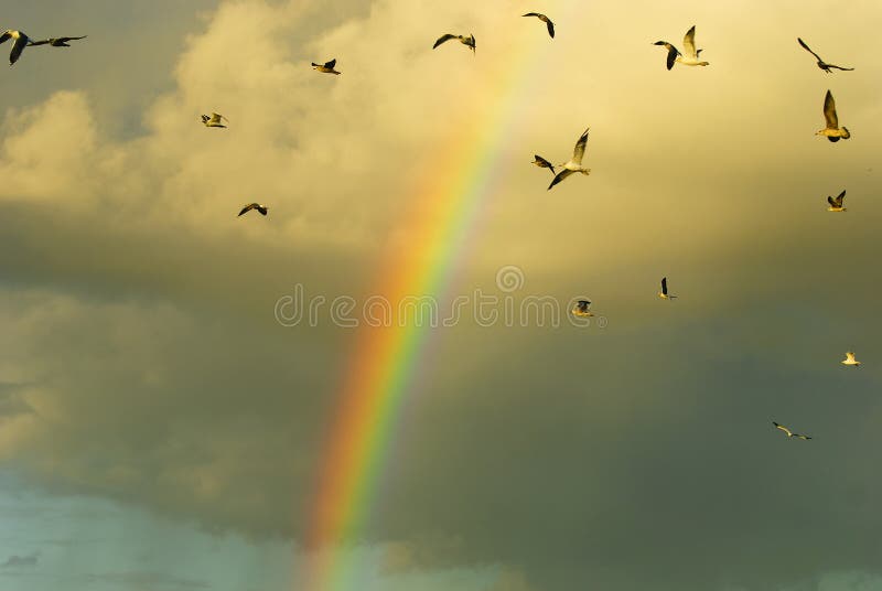 Rainbow and flying birds