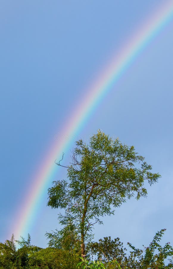 A rainbow frames a green tree isolated against an icy blue skyline image in vertical format. Tree landcsape stock images, royalty-free photos and pictures