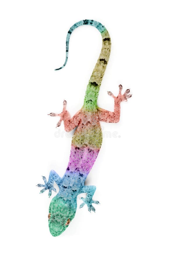 multi colored gecko