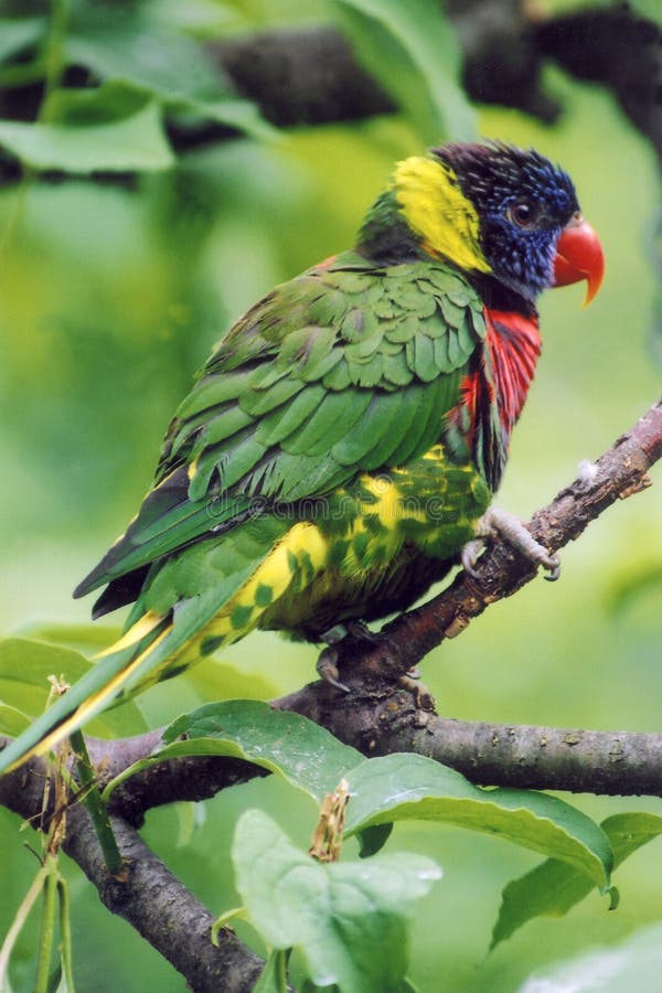Download Rainbow Lorikeet stock image. Image of australia, feathers - 110911