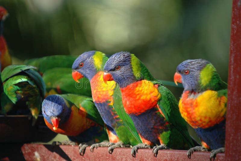 Rainbow Lorikeet