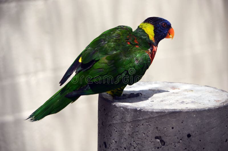 Rainbow Lorikeet at a Southeast Florida Aviary Stock Photo Image of